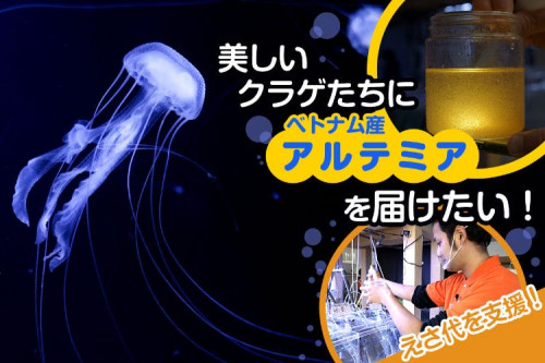 【鶴岡市立加茂水族館】美しいクラゲたちをえさ代で救いたい