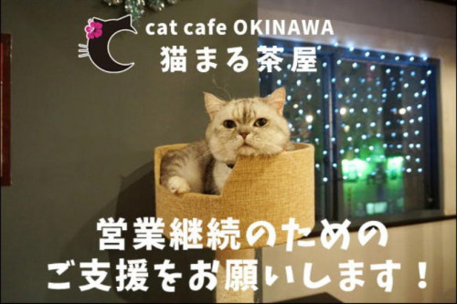 保護猫カフェ『猫まる茶屋』営業継続支援のお願い