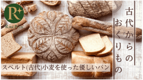 健康と食に気を遣う方へ！人と地球に優しいスペルト（古代）小麦のパンをお届けしたい