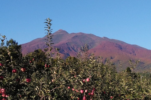 青森県弘前市の岩木山山麓で栽培した山間地リンゴを広めたい！