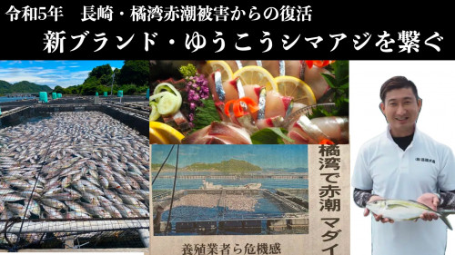 長崎県橘湾令和５年赤潮被害からの復活！ゆうこうシマアジ応援購入プロジェクト