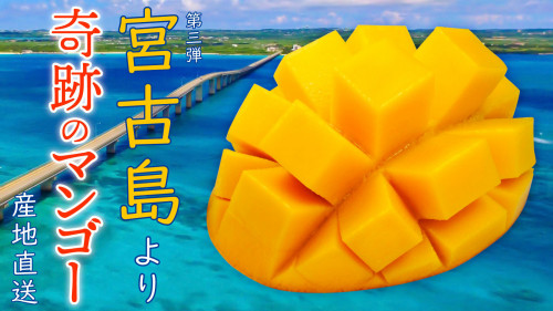 沖縄県宮古島産「奇跡のマンゴー」をお届け！宮古島の海を守ろうプロジェクト