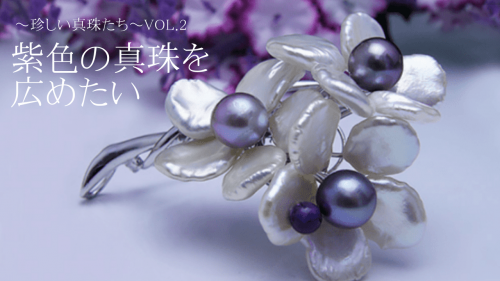 紫色の真珠を広めたい  　～ 想像を絶する努力と苦労の末に出来た真珠～