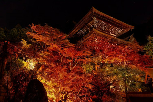 日本三景安芸の宮島大聖院で紅葉のライトアップを楽しもう！