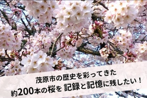 茂原市の歴史を彩ってきた約200本の桜を記録と記憶に残したい！