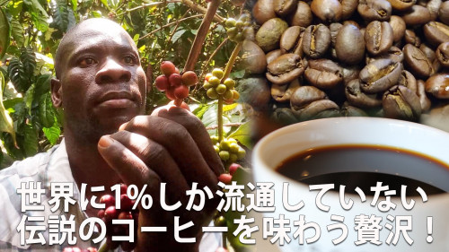 世界に1%しか流通していない希少なコーヒーの原種「リベリカ」先行発売！