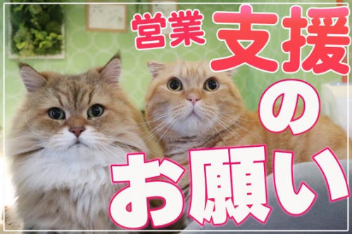 【長野の猫カフェ】ねこカフェなる営業継続支援のお願いです