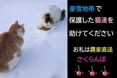 雪の中保護した猫達を守りたい 【お礼】農家直送さくらんぼ
