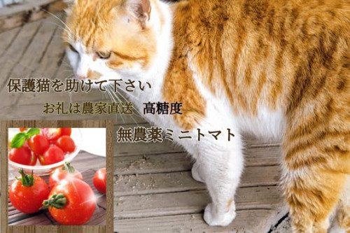 保護猫を助ける高糖度ミニトマト