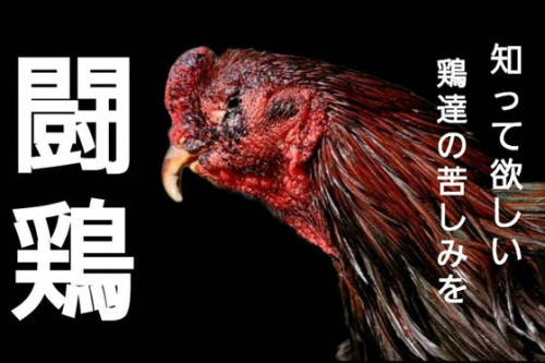 闇賭博『闘鶏』で傷ついた軍鶏達の生きる場所を作る
