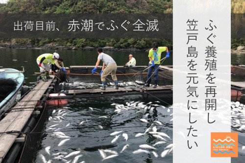 赤潮で2年分のふぐが全滅。養殖と特産品化の取組みを再開し、笠戸島を元気にしたい！