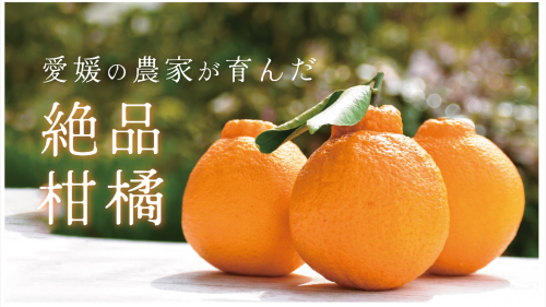 【元JA職員が厳選】地元愛媛の旬のフルーツをMakuake限定セットでお届け！
