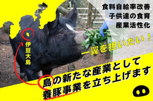 都内唯一の完全放牧養豚！東京の離島：伊豆大島初！ブランド豚を誕生させたい！
