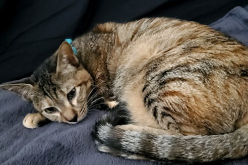 FIP診断された我が家の愛猫「マープル」のmutian治療のご協力お願い致します