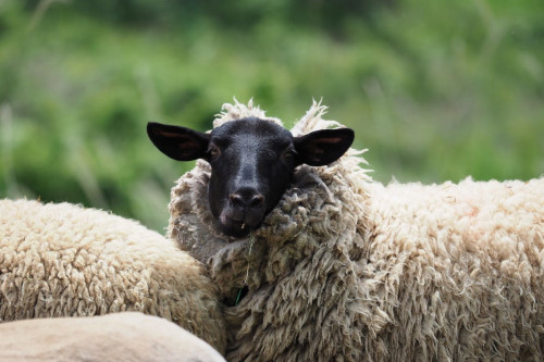 幻の羊、信州の「サフォーク」の羊毛を使ってセーターを作りたい！