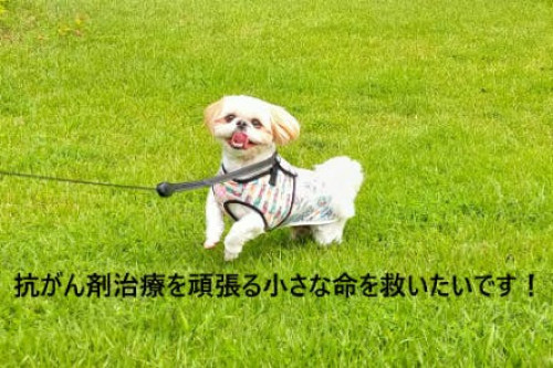 【シーズーの子犬(1歳)へのがん治療費のご支援願い】