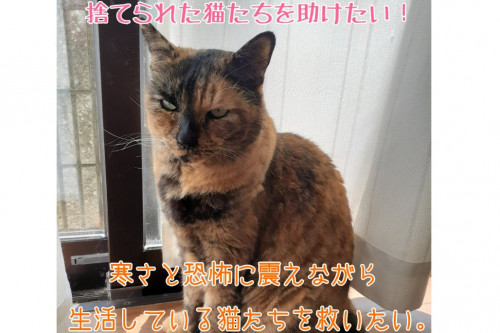～帰る場所のない猫たちの居場所を作りたい in 奈良県～