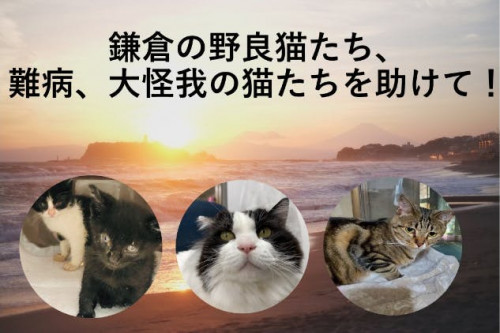 鎌倉の野良猫たち、難病、大怪我の猫たちを助けて！