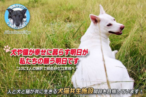 殺処分ゼロへ、犬猫と共に生きる施設をつくる！1000匹の絆プロジェクト＠福島