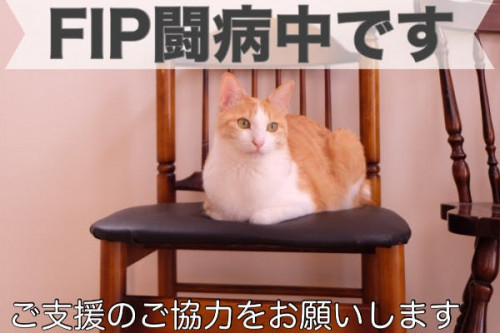 致死率約100％【FIP】を発症した愛猫かぎおの命を助けたい！ご支援お願いします
