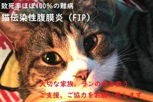 致死率ほぼ100％猫伝染性腹膜炎（FIP)の治療にご支援、ご協力をお願い致します