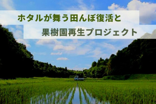 【千葉県佐倉市】ホタルが舞う田んぼ復活と果樹園再生プロジェクト