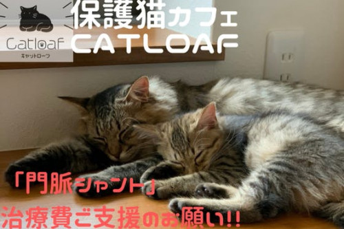 保護猫カフェ「門脈シャント」治療費ご協力のお願い。