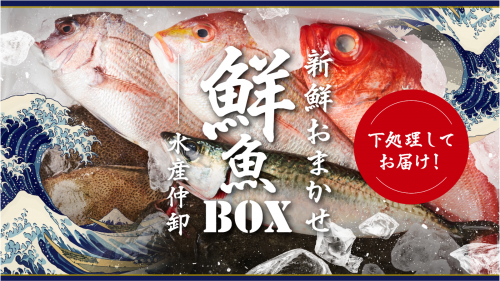 横浜中央卸売市場の仲卸が、朝仕入れた魚をその日に発送！「新鮮おまかせ鮮魚ＢＯＸ」