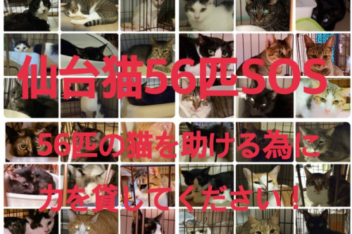 仙台猫56匹SOS！56匹の猫を守り助ける為に、皆さまの力を貸してください！