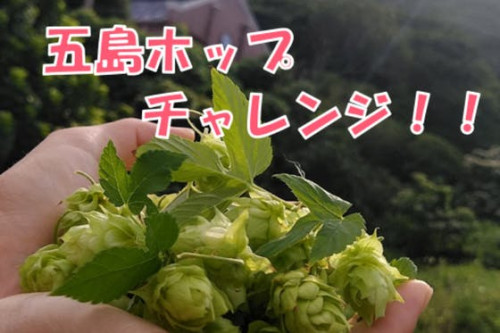 【増産】五島ホップチャレンジ！　九州最西端、五島列島でビールホップを育てよう！！