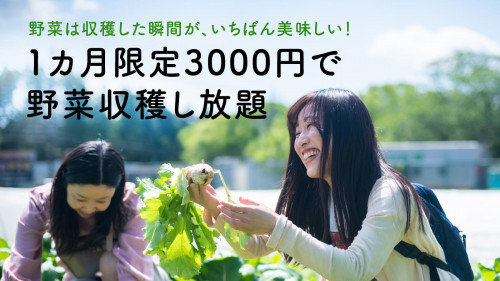 【限定40名】新鮮野菜を楽しみたいあなたに。1カ月限定3000円で収穫し放題！
