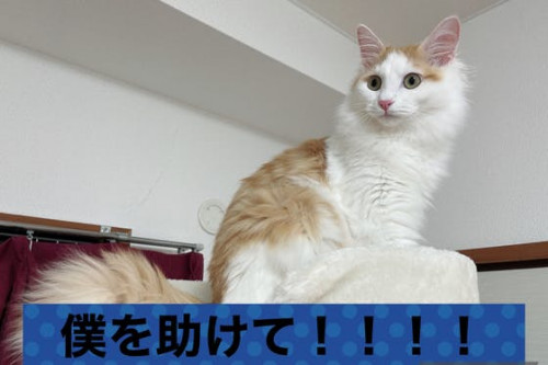猫伝染性腹膜炎（FIP）を発症した保護猫部長ちゃんを助けてください！！！