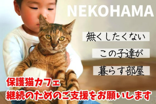 保護猫カフェNEKOHAMAの運営継続支援のお願い
