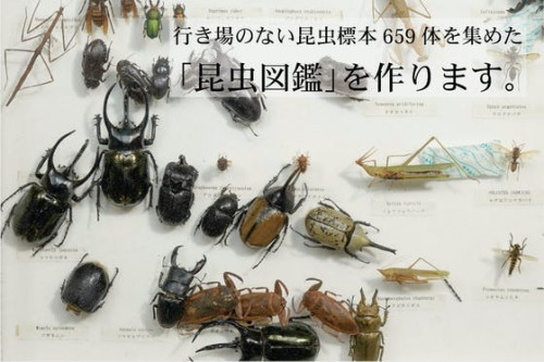 行き場のない昆虫標本659体を集めた「昆虫図鑑」を作ります。
