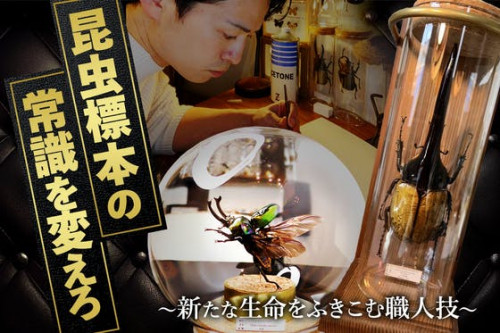日本発のインテリア昆虫標本を世界中で流行らせたい