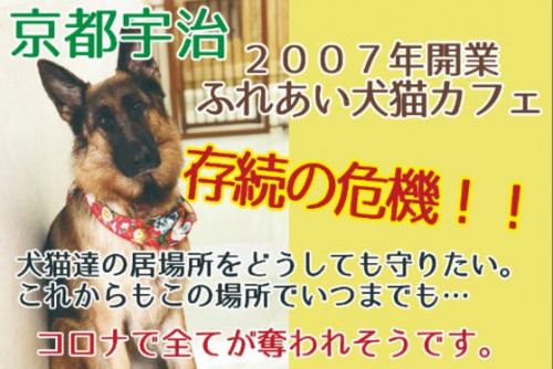助けてください！京都の老舗犬猫ふれあいカフェ存続の危機！