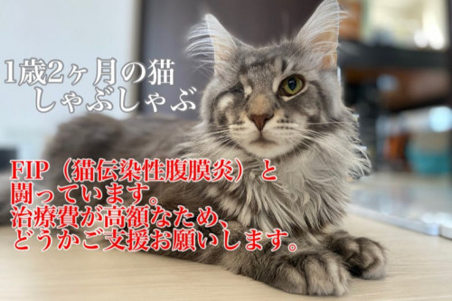 【命を守る】片目猫しゃぶしゃぶを致死率99.9%の難病FIPから救いたい