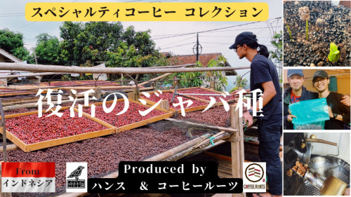 【限定生産】スペシャルティコーヒーセレクション／復活のジャバ種　ハンス