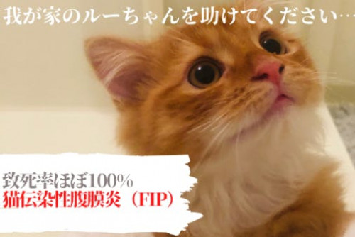 【致死率ほぼ100%の猫伝染性腹膜炎】愛猫の治療のご支援ご協力をお願いいたします