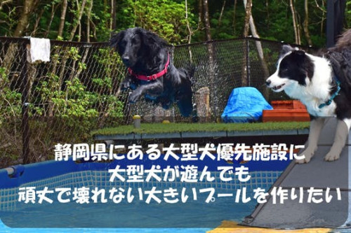 静岡県の大型犬優先施設に大型犬が遊んでも頑丈で壊れない大きいプールを作る！