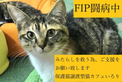 【FIP闘病中】保護猫譲渡型猫カフェいろり在籍「みたらし」の治療費ご支援のお願い